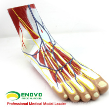 MUSCLE12 (12036) Modèle d&#39;anatomie du muscle plantaire du pied humain en 3 parties 12036